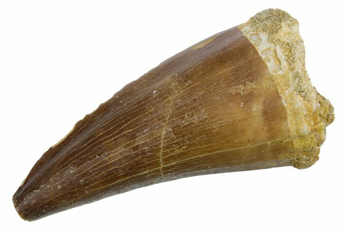 Fossil Mosasaur (Mosasaurus) Tooth - Morocco #353198